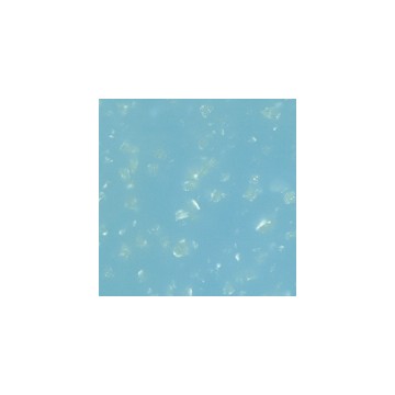 Surface Solide PRISM - Riptide